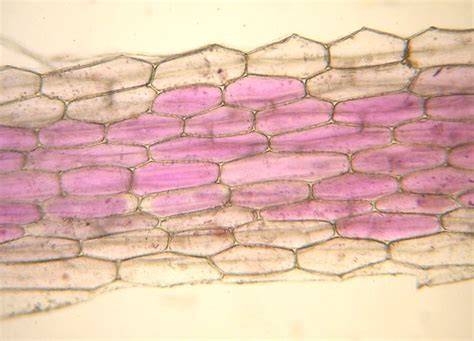 紫背萬年青下表皮細胞